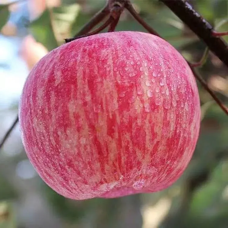 烟台红富士2001脆甜苹果树苗嫁接苹果苗南方在地栽