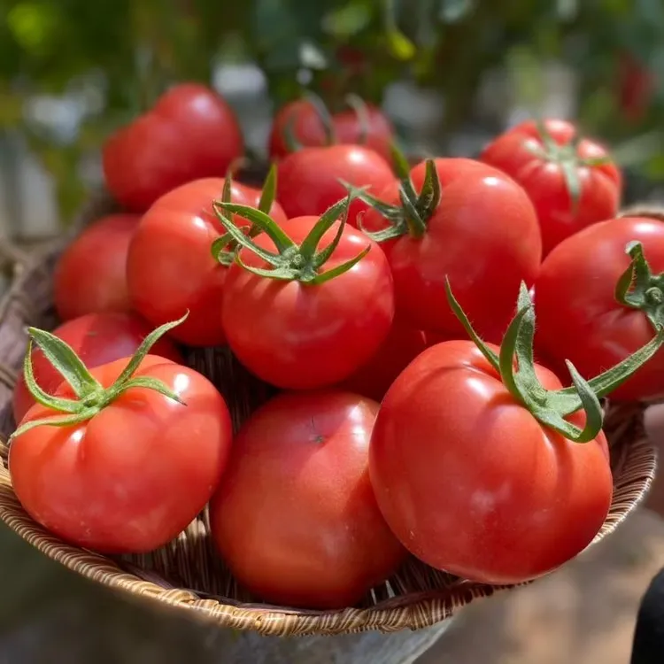  【正宗】儿时味道陕西泾阳普罗旺斯西红柿粉番茄整箱包邮2-4.5斤装