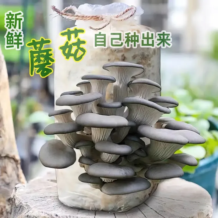 蘑菇菌包好养喷水就长食用菌菌棒平菇种植包