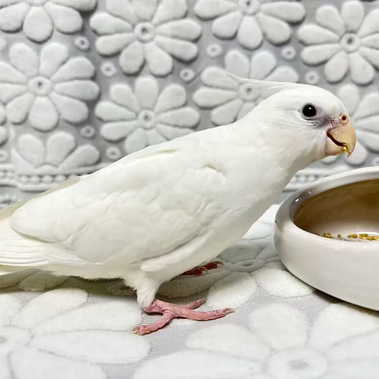 手养白子玄凤/亲人上手/带技能/可户外放飞/一物一拍