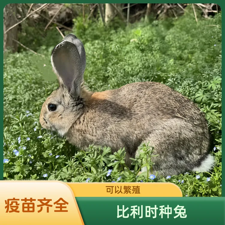 大型肉兔活体比利时种兔可繁殖兔子家养疫苗齐全包健康可长十多斤
