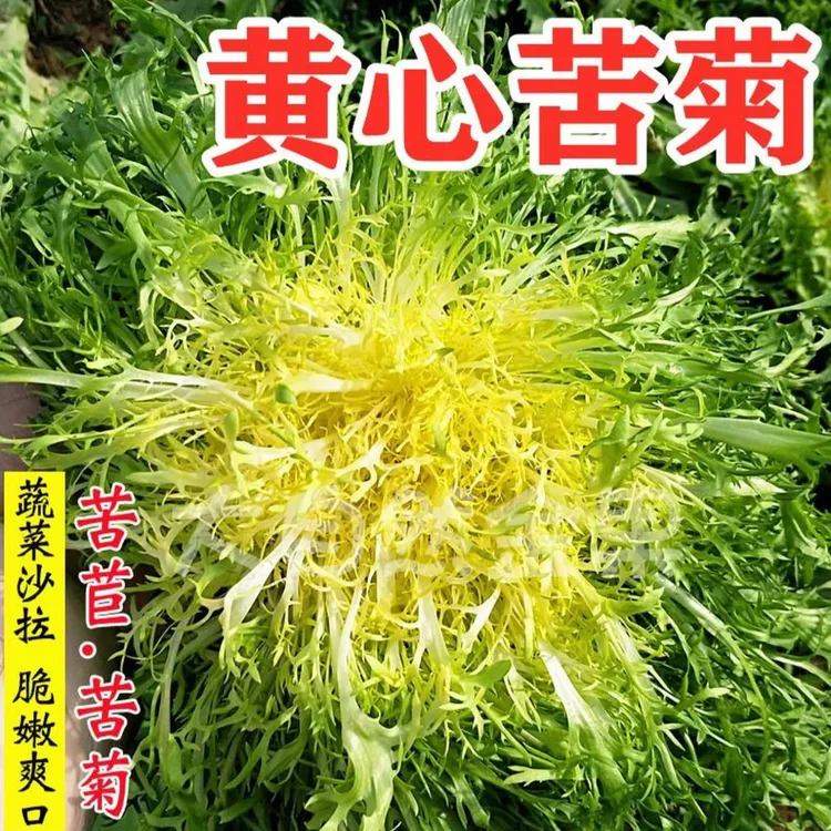 【黄心苦菊种子】家庭种植耐寒耐热阳台花盆小院种植耐寒种子