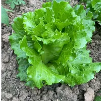 【顺丰包邮】农家 露天 生菜  现摘现发可以生吃