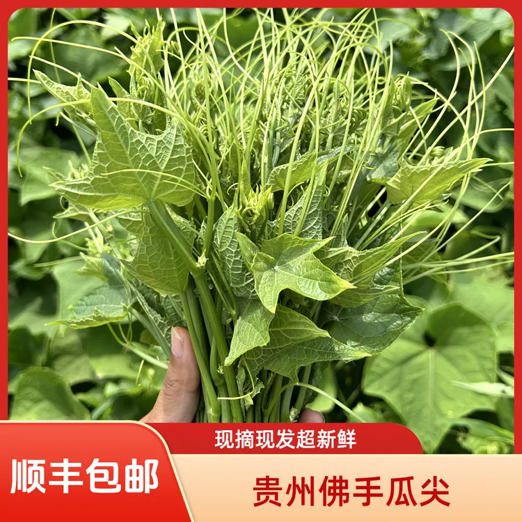 【顺丰包邮】贵州新鲜佛手瓜尖龙须菜捧瓜尖嫩芽现摘现发农家菜
