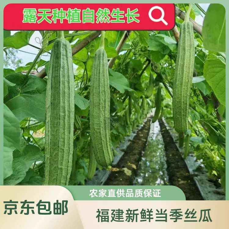 福建新鲜棱角丝瓜八角瓜白玉大肉当季丝瓜农家新鲜时令蔬菜3斤