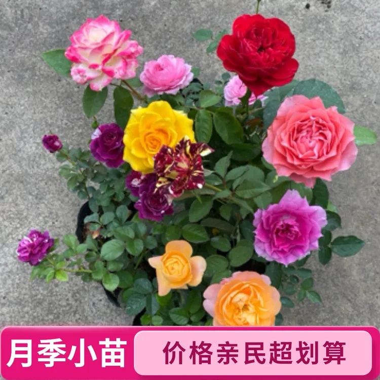 灌木月季组合小苗 阳台庭院种植大大花浓香月季花苗