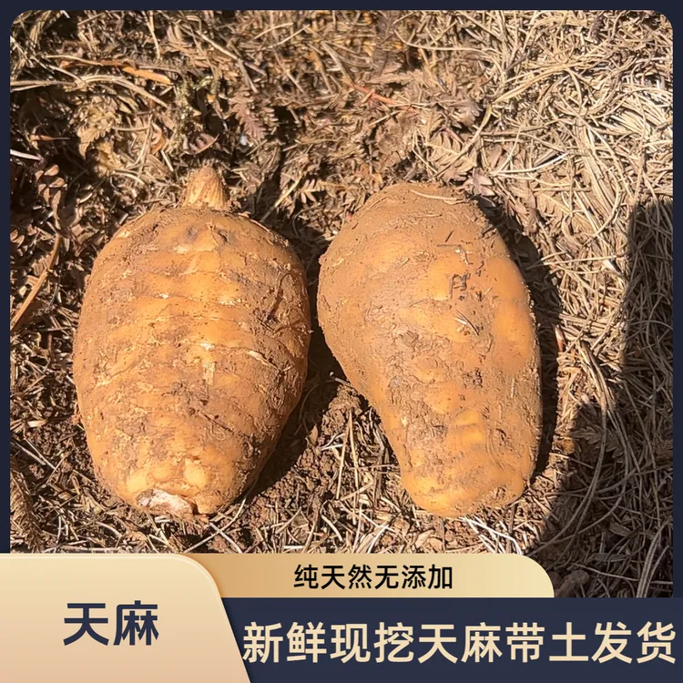 （希雅专属）云贵新鲜天麻带土发货现挖现发适合烹饪炖鸡