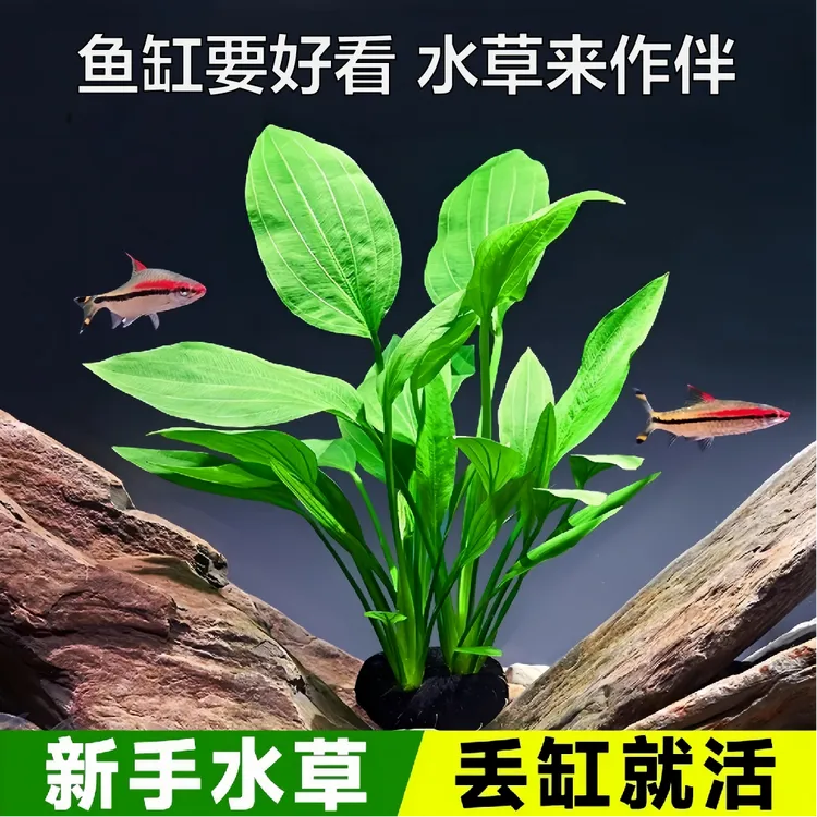 (精品坨草)阿根廷皇冠坨草鱼缸造景增氧懒人水草阴性挺水植物
