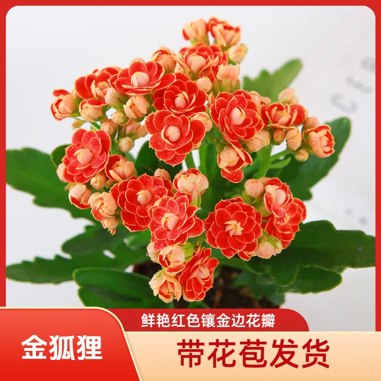 重瓣长寿花盆栽室内绿植四季开花懒人好养阳台花卉带花苞发货