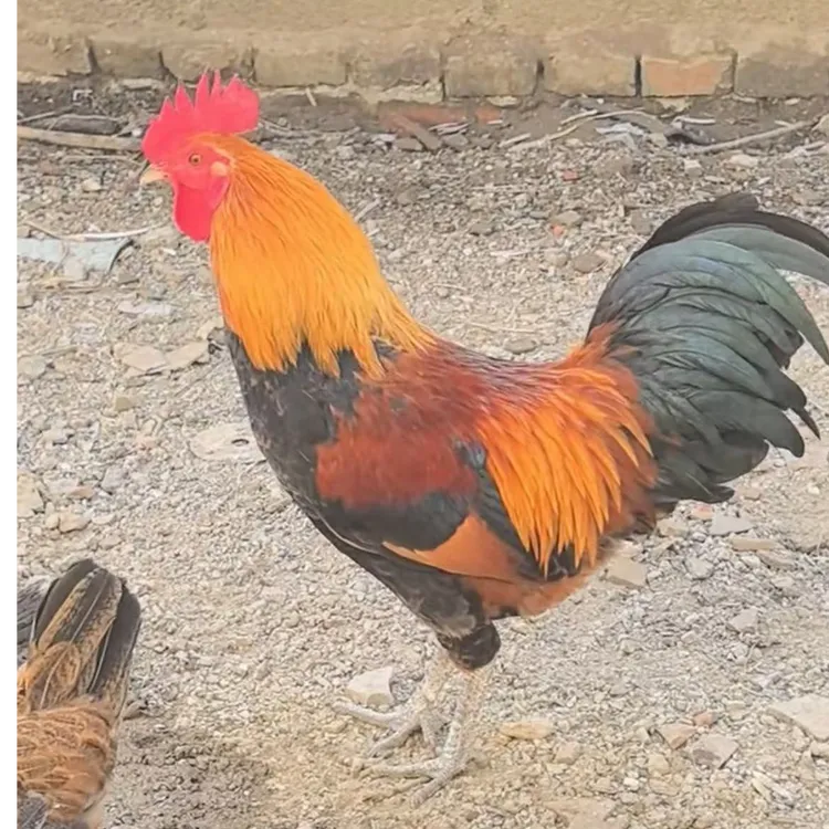 精选一年跑山草鸡家庭餐桌必备佳品 包冰率不含冰