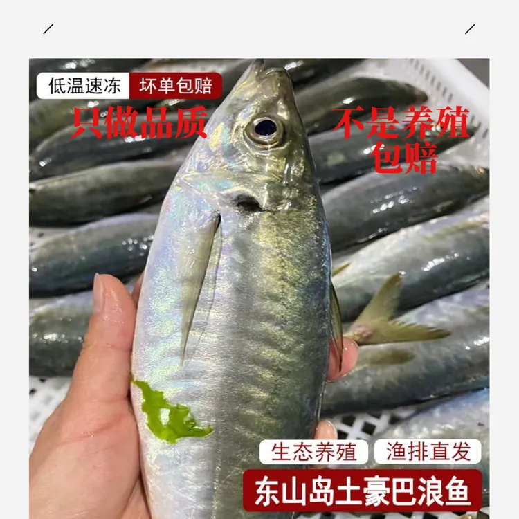 东山岛养殖巴浪鱼土豪巴浪鱼条现捕现发养殖巴浪鱼竹荚鱼海鲜