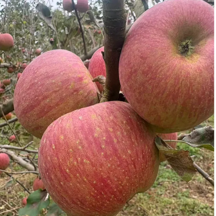 贵州威宁高原新街糖心苹果红富士苹果新鲜当季脆甜多汁冰糖心水果