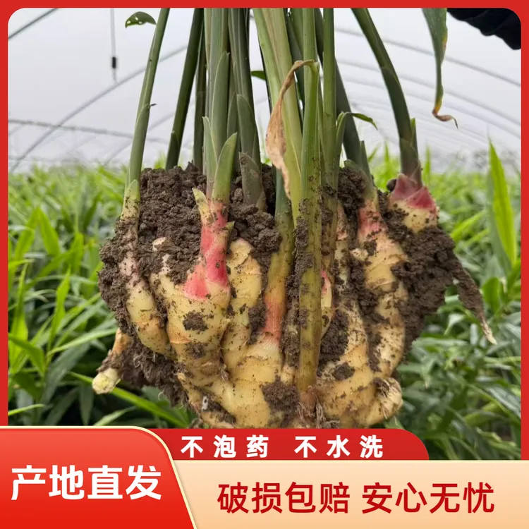 【姜姑娘专属】红芽嫩姜胖胖姜当天现挖现发姜丝细水分足可生吃腌姜糖醋凉拌
