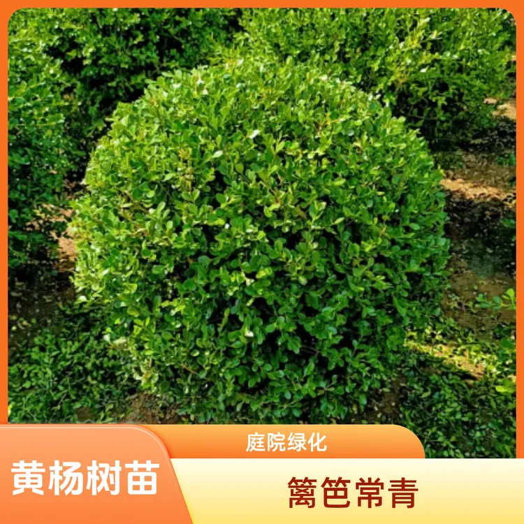 小叶瓜子黄杨树苗庭院绿篱围墙篱笆植物四季常青独杆黄杨绿化苗木