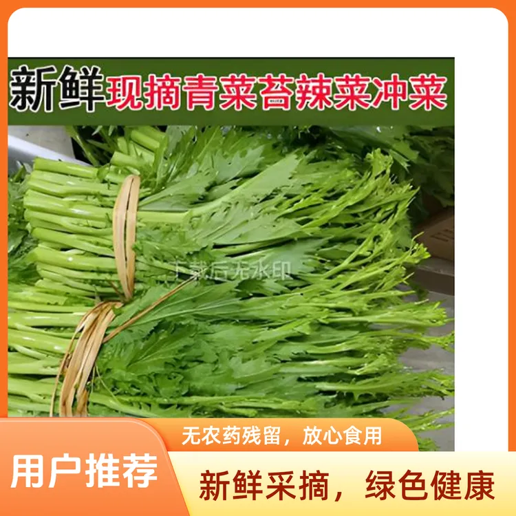 顺丰包邮-贵州农家自种 辣菜 冲鼻菜新鲜现摘现发