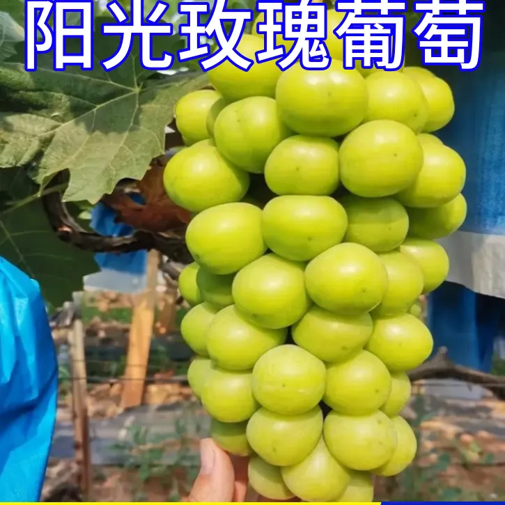 阳光玫瑰葡萄树苗特大号南方北方种植庭院盆栽爬藤嫁接苗当年结果