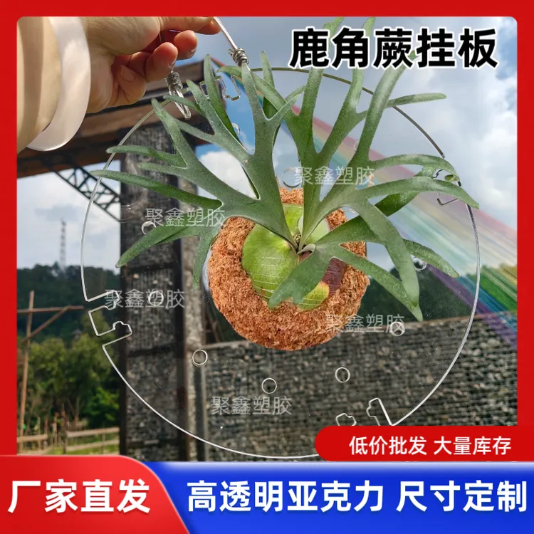 高透明亚克力板圆形鹿角蕨石斛二歧蝴蝶兰植物挂板可尺寸定制