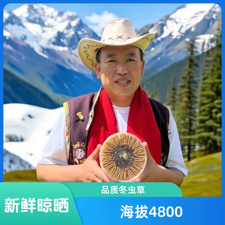 断草【2025新鲜晾晒干冬虫夏草海拔4500米以上雪域珍品