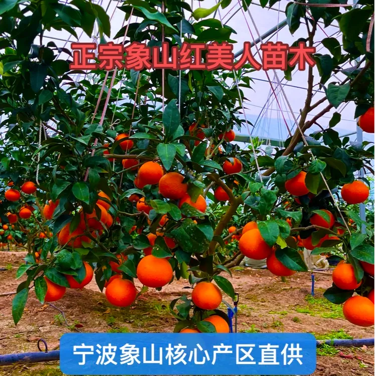 正宗象山红美人对版品种【苗木种植基地宁波象山核心产区直供】包邮