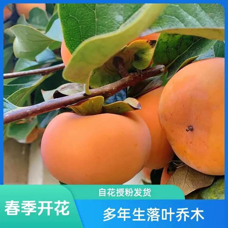 脆甜柿子苗纯甜无酸甜脆无核精选杯苗好管理易种植养护嫁接商品图