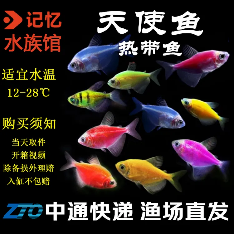 【天使鱼】热带鱼小型观赏鱼灯科鱼观赏鱼好养耐活新手