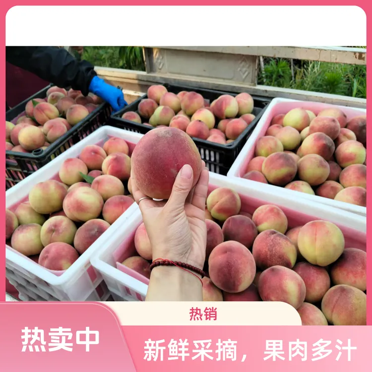 现摘新鲜水蜜桃，突围水蜜桃