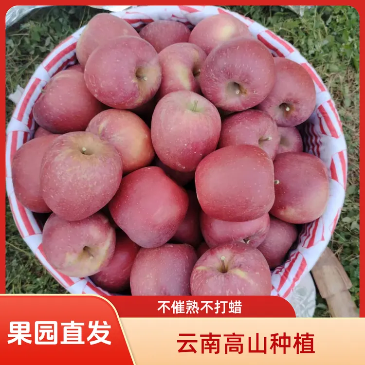 云南高山种植晚熟富士冰糖心丑苹果多汁新鲜应季水果现摘现发