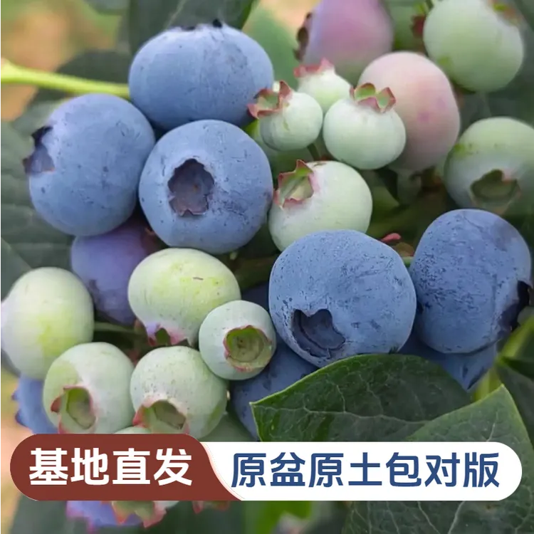 蓝莓苗果树苗盆栽多品种大果丰产好养南北方室内外庭院阳台种植