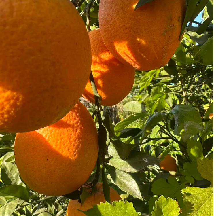 南水北调水源地丹江水库纽荷尔脐橙