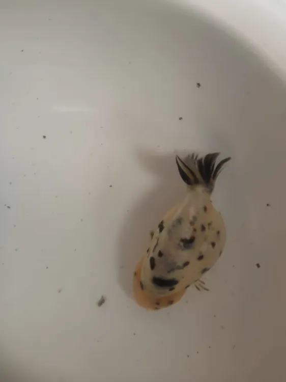 精品正宗原生蝶尾珍珠鎏金玛丽泰狮兰寿各品种各色冷水金鱼观赏鱼