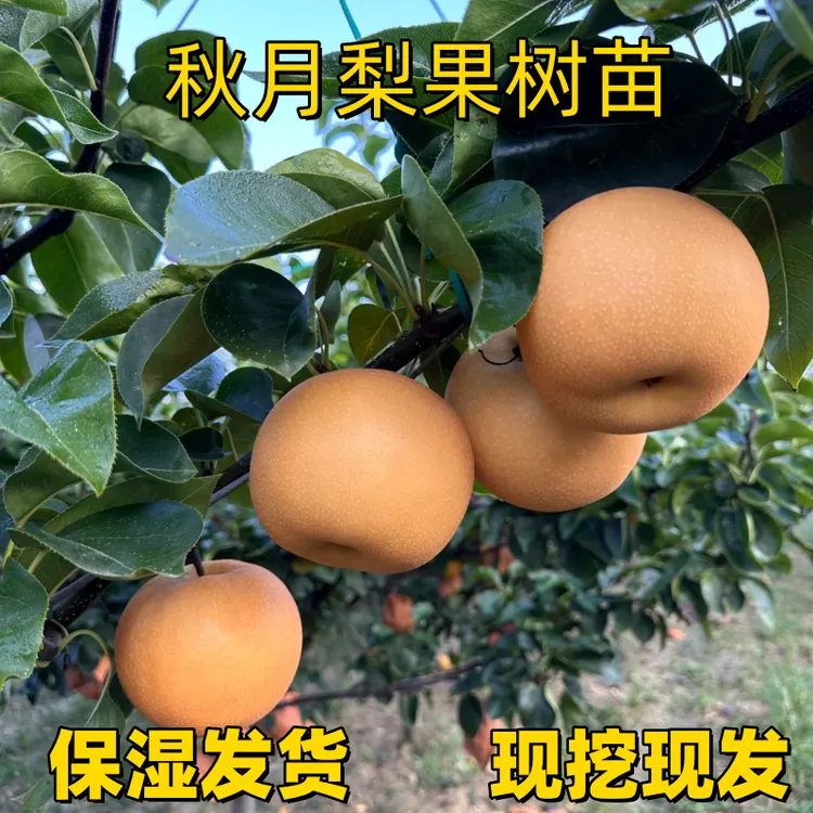 正宗秋月梨嫁接苗北方耐冻南方特大翠冠梨子活苗庭院地栽梨树果苗商品图