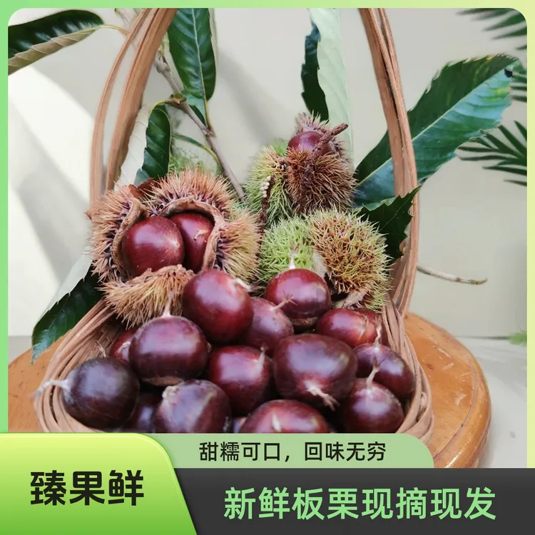 新鲜板栗 送开果器 云南武定狮子山老树板栗软糯香甜坏果包赔 