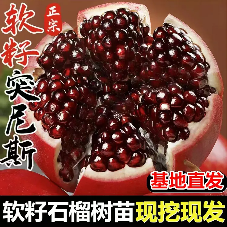 【突尼斯软籽石榴树苗】黑籽石榴苗南北方盆栽地栽均可种植果树苗