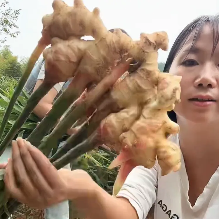 梅川百园嫩仔姜鲜姜现挖生姜