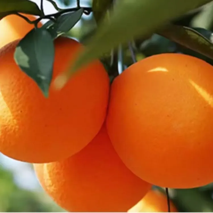 诗城奉节脐橙（坏果就陪）5斤10斤20斤果园 现摘 现发带叶橙香多汁