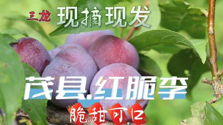茂县三龙红脆李.脆甜爽口.现摘现发