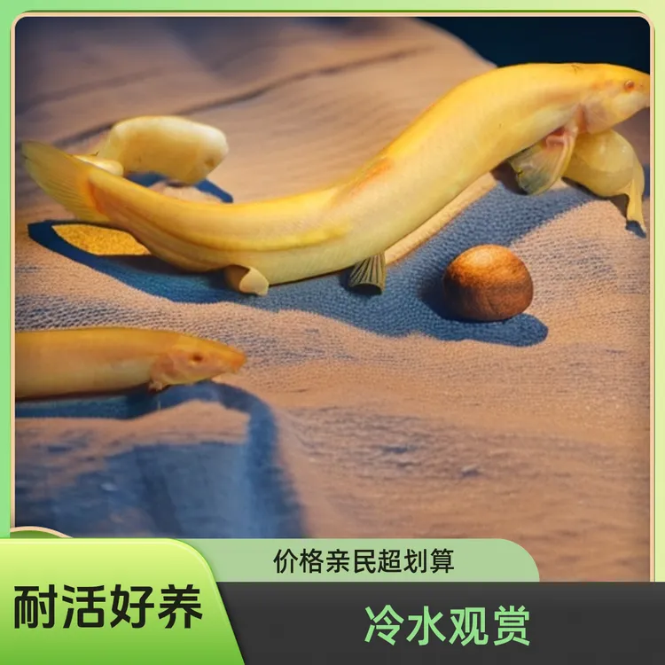 观赏鱼好养耐活黄金泥鳅金龙鳅小鱼苗清洁工具鱼清道夫鱼冷水鱼