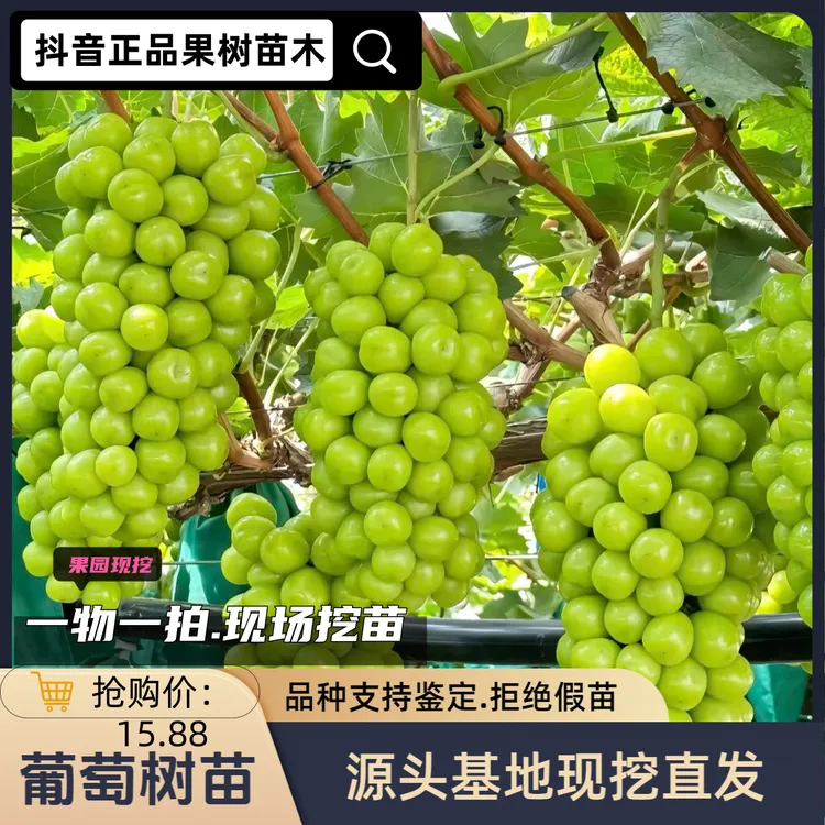 农宜果业葡萄树苗南北方庭院地栽阳台盆栽种植耐寒易活葡萄苗果树当年挂果