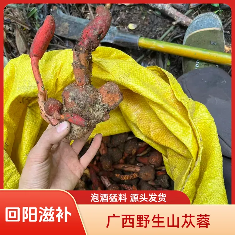 广西野生山苁蓉泡酒材料 稀有品种2025新货 源头发货