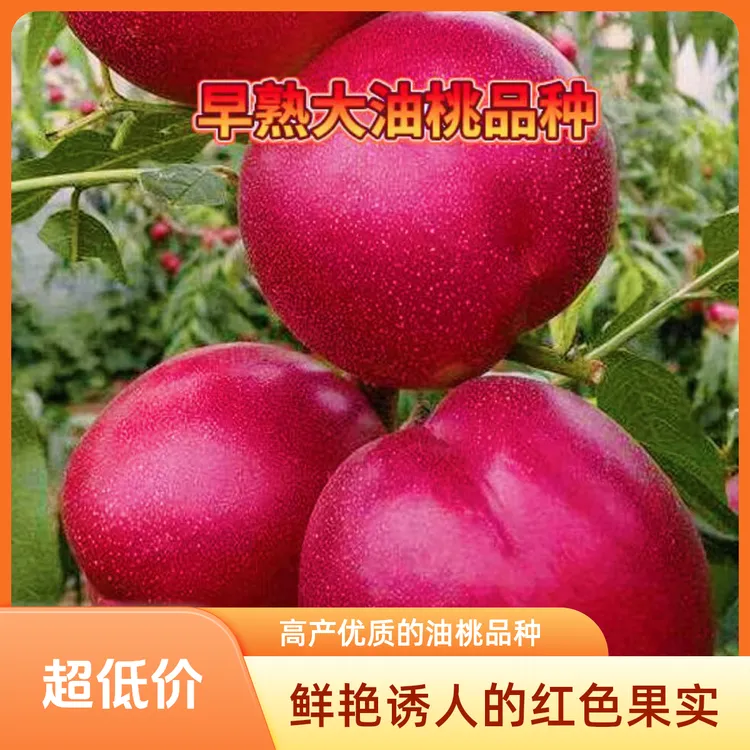 新品种桃树苗早熟油桃黄肉脆甜基地现挖现发果树果苗