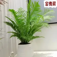【富贵蕨】室内阳台办公室盆栽桌面养易活耐阴原盆实物绿植盆栽