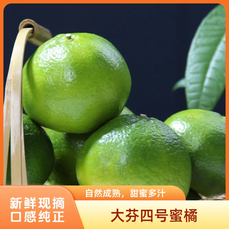 大芬四号蜜橘现摘现发青皮蜜橘子薄皮多汁酸爽甜新鲜应季水果