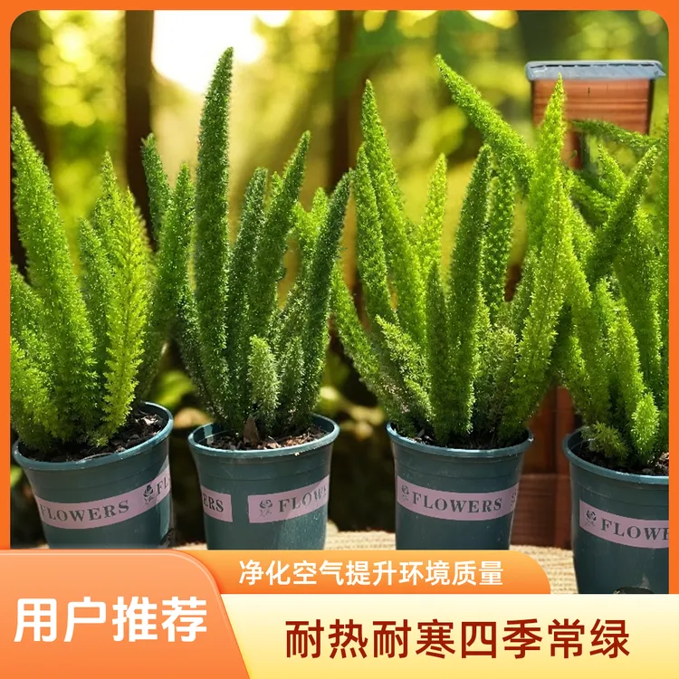 狐尾天门冬绿植盆栽多年生四季常青室内室外庭院阳台植物送肥料
