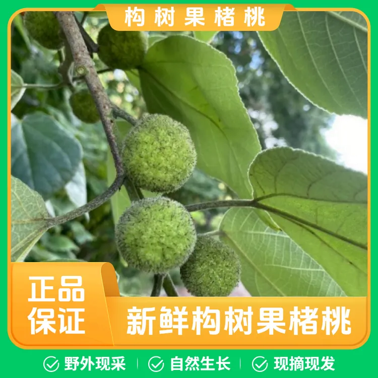 【野外现采】新鲜构树果楮树青果构桃楮实子构树青果楮桃青果包邮