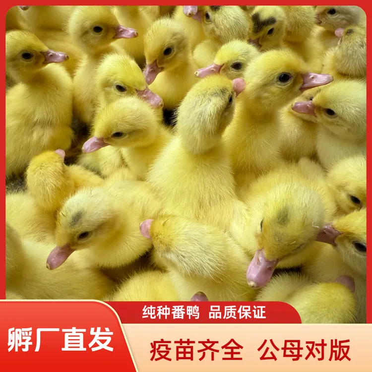 【厂里直发】正版番鸭宠物鸭易饲好养藤鸭旱鸭鸳鸯鸭红脸