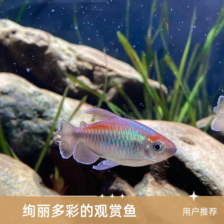 刚果美人鱼热带鱼草缸群游鱼美人鱼饲养扯旗鱼蓝刚果美人小型鱼