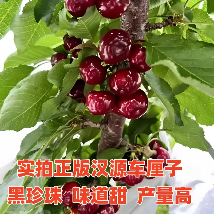 四川汉源车厘子黑珍珠 一年苗 二年苗 三年苗 【雅安市汉源县发货】