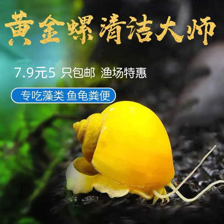 黄金螺观赏螺斑马螺清洁鱼缸吃鱼粪便活体淡水除藻专用工具螺黄螺