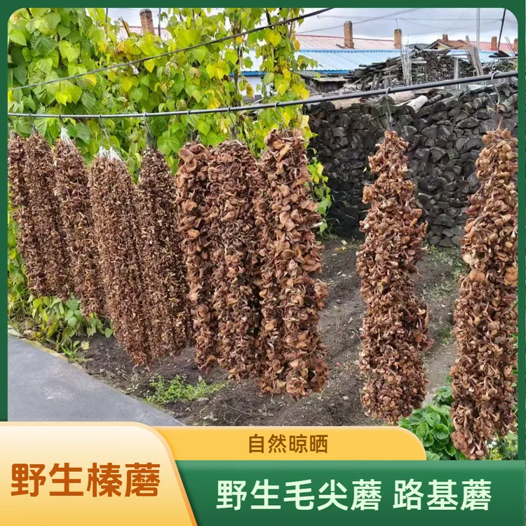 东北榛蘑小鸡炖蘑菇的野生蘑菇无根250克榛蘑丁