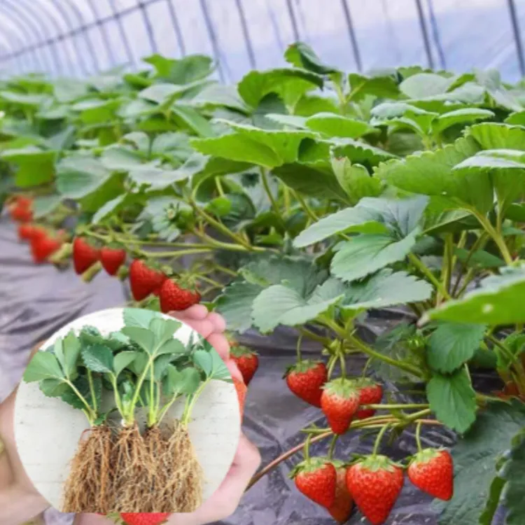 草莓苗草莓苗盆栽草莓种子四季可种阳台草莓苗种植苗基地批发直销